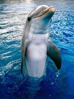 delfin1.jpeg